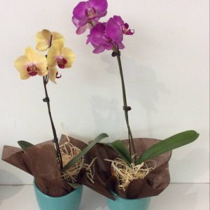 small phalaenopsis orchid plant in a ceramic pot.