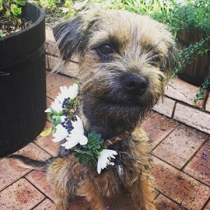 Floral Dog Collar- A Touch of Class Florist