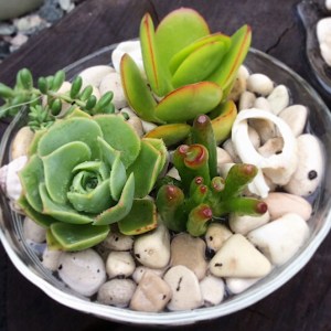 A Jelly Bowl of Succulents - A Touch of Class Florist