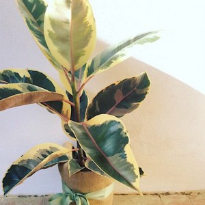 Ficus Tineke - Rubber Plant gift wrapped in Hessian- A Touch of Class Florist Perth