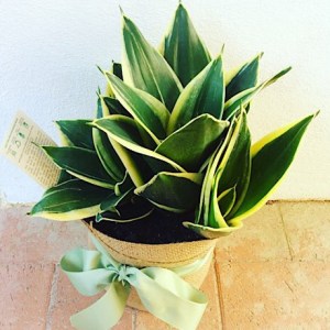 Sansevieria Potted Plant gift wrapped with Hessian.