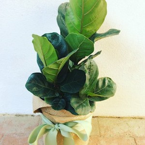 Fiddle Leaf Fig Potted Plant - Hessian Wrapped - A Touch of Class Florist Perth