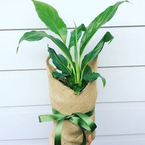 Hessian Wrapped Peace Lily Plant - A Touch of Class Florist Perth