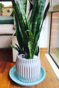 indoor-plant-styling-with-designer-pot
