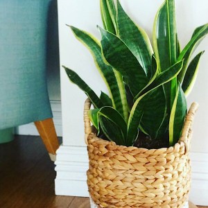 indoor-plant-in-basket-grouping