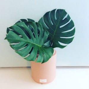 Tropical Monstera Leaves includes 5 stems of Monstera Leaves for you to place in your favourite vase a thome for an elegant minimalist decor boost - A Touch of Class Florist Perth