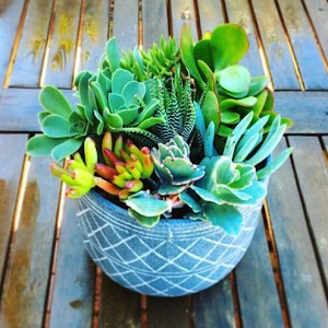 Succulent Garden is a ceramic pot filled with a variety of succluents ideal for your summer patio - A Touch of class Florist Perth
