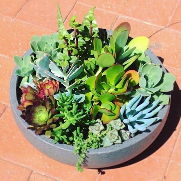 Big and Beautiful Succulent Garden planted in a lightweight but stylish pot so that it is not too heavy to move. Pot by itself is approximately 30 cm in diameter and 10 cm in height. - A Touch of Class Florist Perth