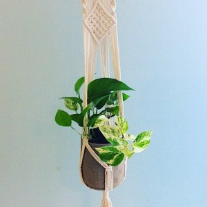 Vintage Vibes- Macrame plant hanger and potted plant - A Touch of Class Florist Perth