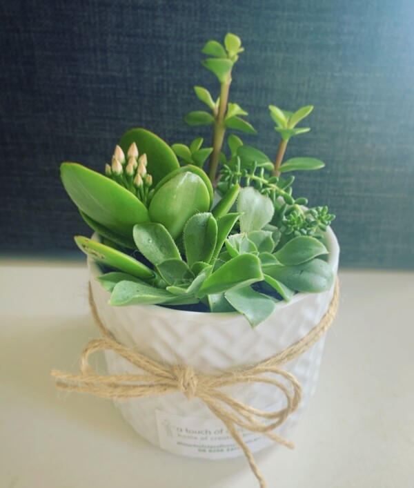 Succulent Pot Medium - A Touch of Class Florist Perth